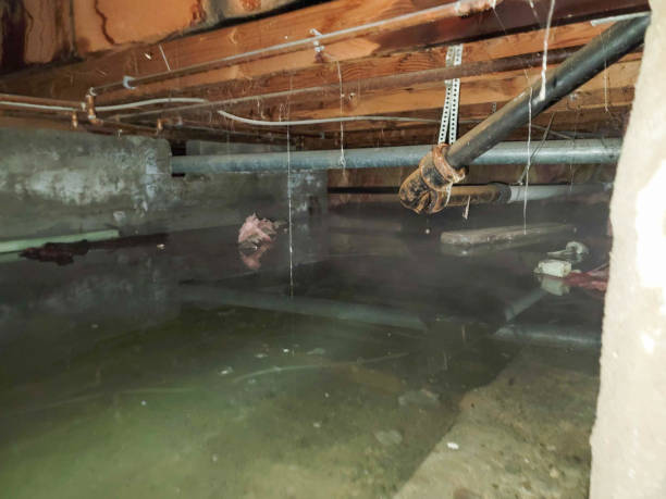 Best Professional water damage repair  in Linden, NJ